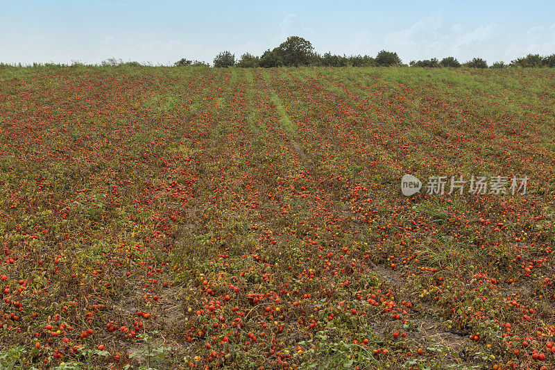 有机番茄蔬菜水果糕点在田野采摘附近banddirma balikesir火鸡